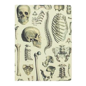 Thumbnail of Skeleton | 9