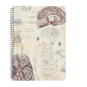 Thumbnail of Brain | 8.3