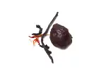 Image4 Thumbnail