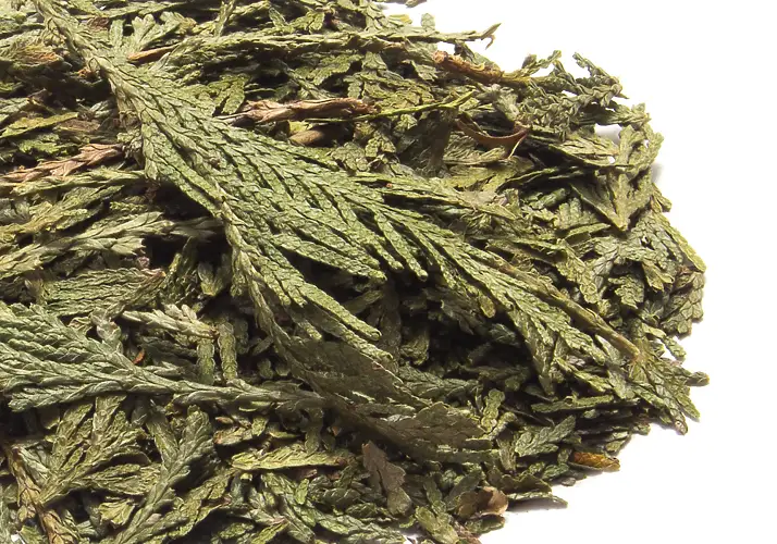 Cedar Leaf Tips