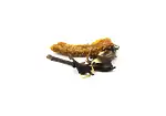 Image4 Thumbnail
