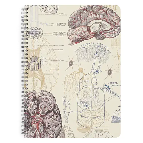 Thumbnail of assets/images/helixa5notebook-brain-1.png