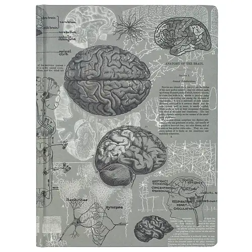 Thumbnail of assets/images/hypothesisnotebook-brainanatomy-1.png