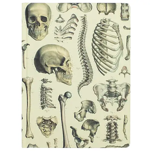Thumbnail of assets/images/hypothesisnotebook-skeleton-1.png